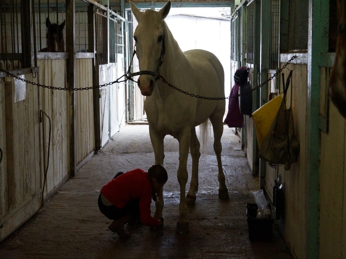 Подготовка лошади к выездке