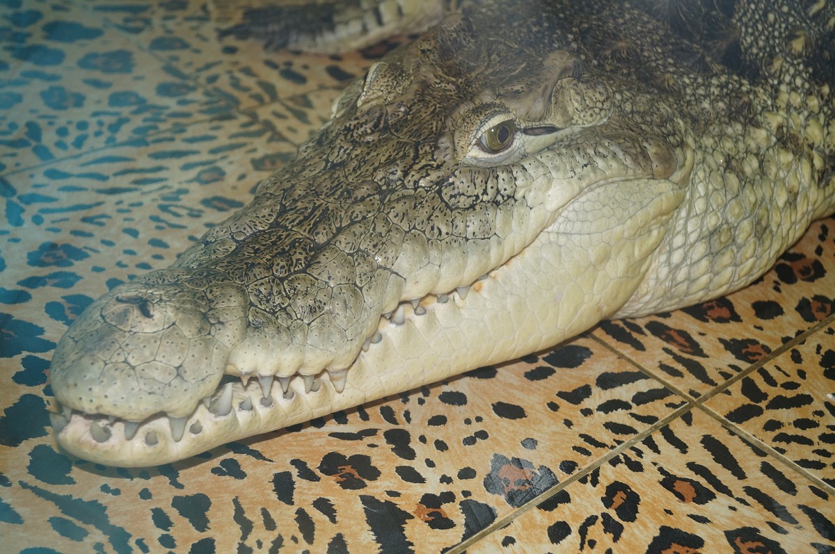 Крокодил Луис